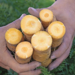 Marchew  Mello Yello F1 100 tyś. nasion precyzja st